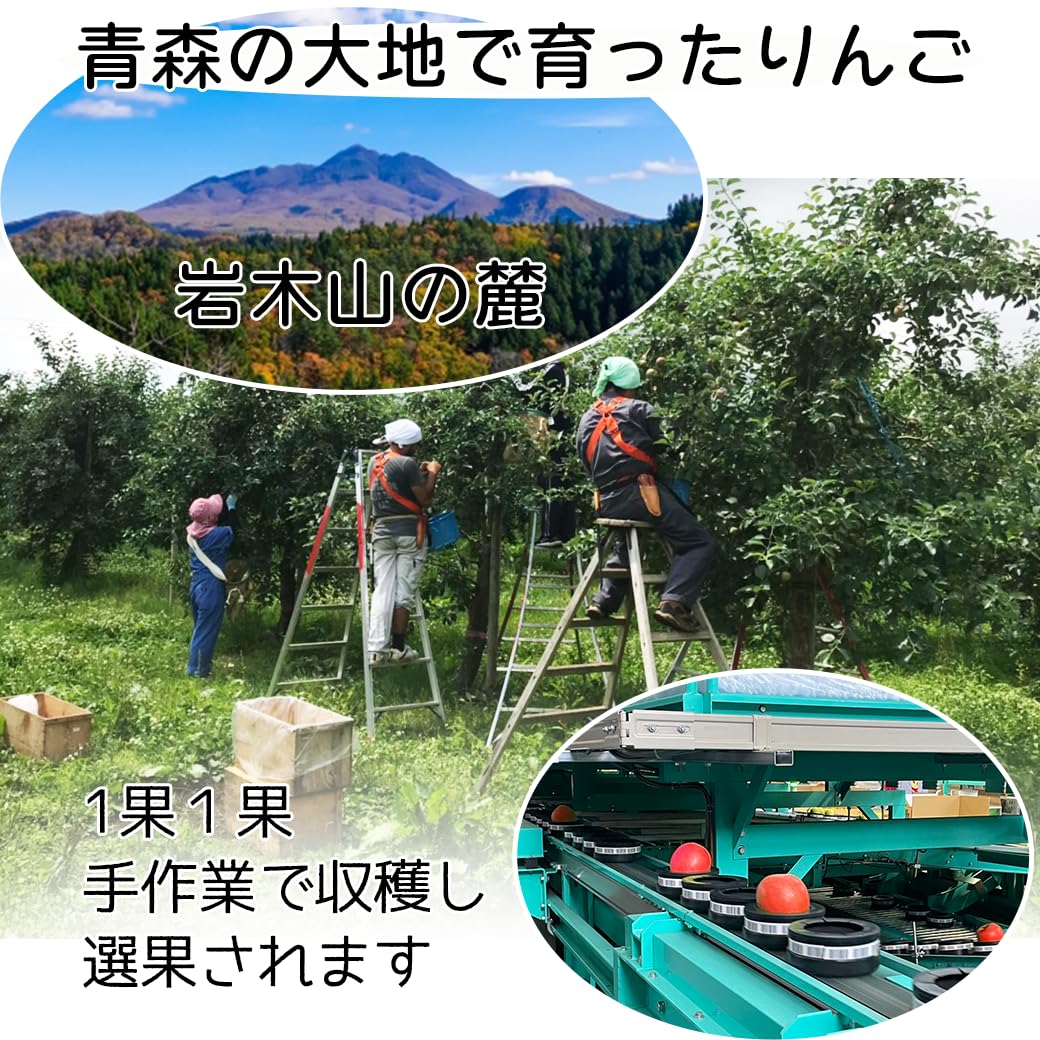 Amazon.co.jp: りんご サンふじ 訳あり 青森県産 ふじ サンフジ さん